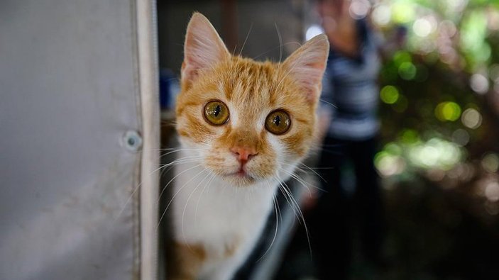 Kediler arasında en saldırganı Van kedisi çıktı