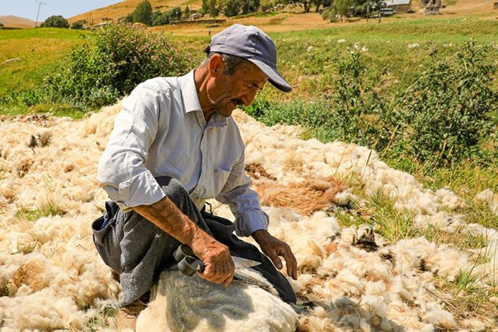 Van'da koyunlardan kırkılan yünün serüveni