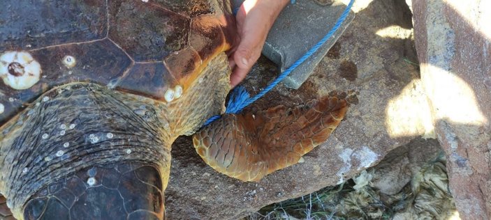 Çanakkale’de, parke taşı bağlanarak denize atılan caretta caretta kurtarıldı