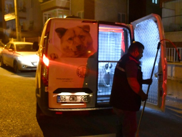 Sivas'ta sahipli köpek, polise ve bekçiye saldırdı