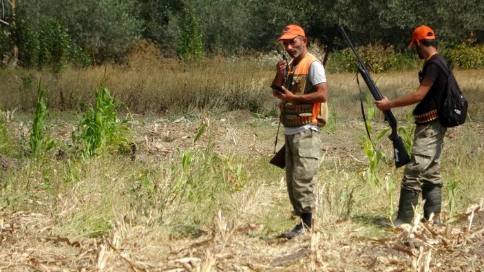 Sivas’ta domuzlar tarlaları talan etti, avcılar nöbet tuttu