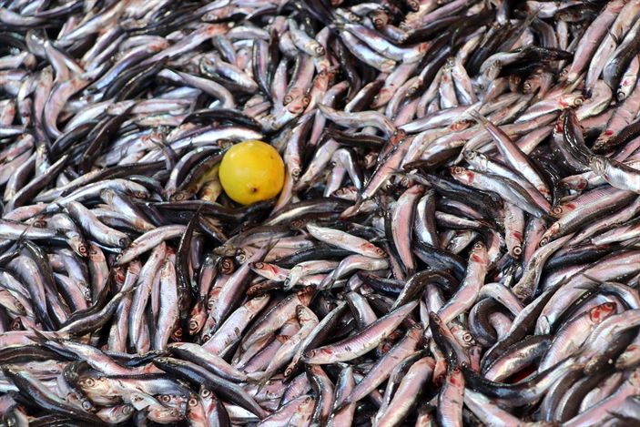Hamsinin fiyatı 20 liraya indi