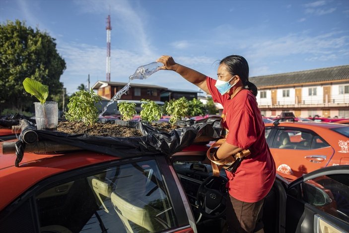 Tayland’da taksiler sebze bahçesine dönüştürüldü