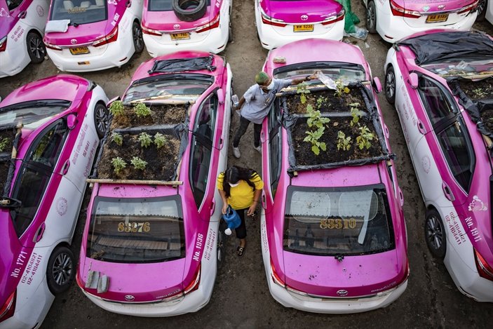 Tayland’da taksiler sebze bahçesine dönüştürüldü