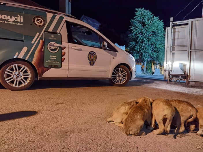 Tunceli'de 6 yavru köpeği torbaya koyup, nehir kenarına attılar