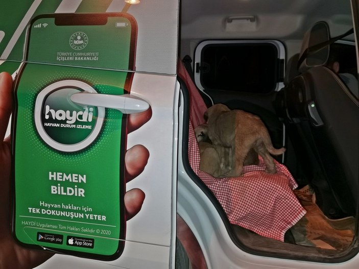 Tunceli'de 6 yavru köpeği torbaya koyup, nehir kenarına attılar