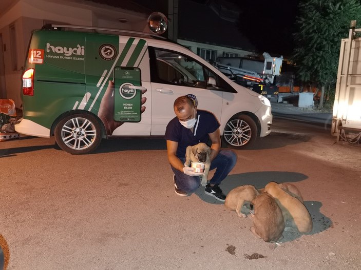 Tunceli'de 6 yavru köpeği torbaya koyup, nehir kenarına attılar