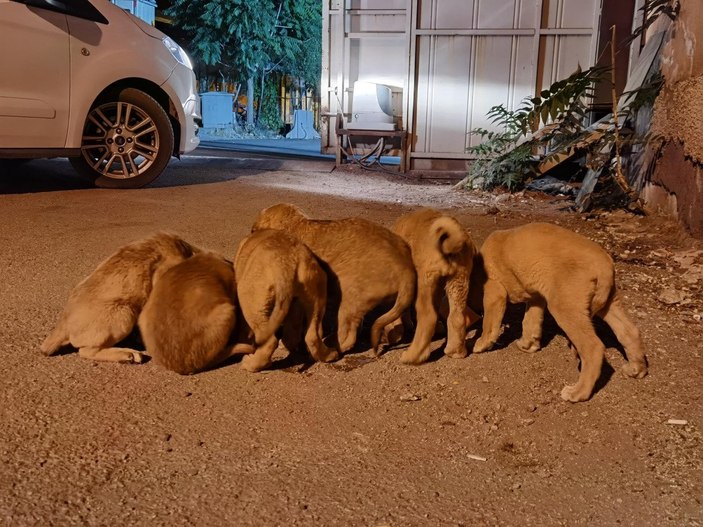 Tunceli'de 6 yavru köpeği torbaya koyup, nehir kenarına attılar