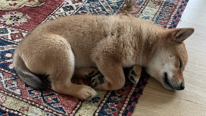 Elon Musk tweetledi, herkes merak etti: Floki nedir?