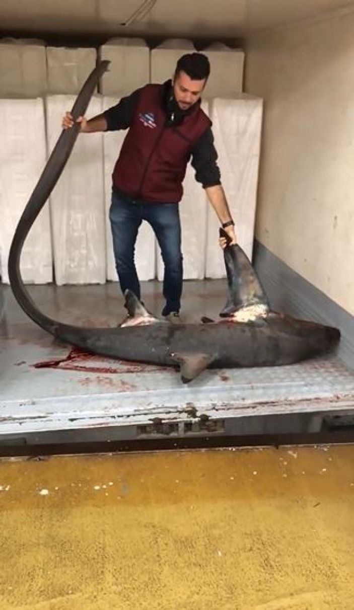 Marmara Denizi'nde 4 metrelik köpek balığı yakalandı