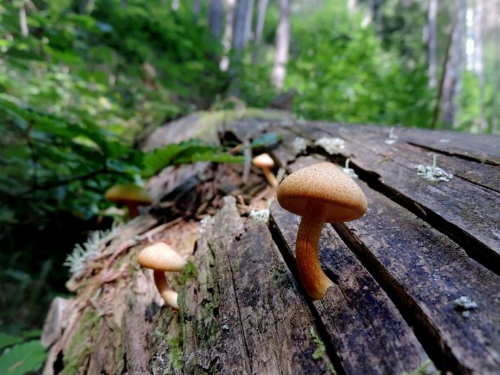 Karadeniz'de mantardan zehirlenenlerin sayısında artış gözüktü