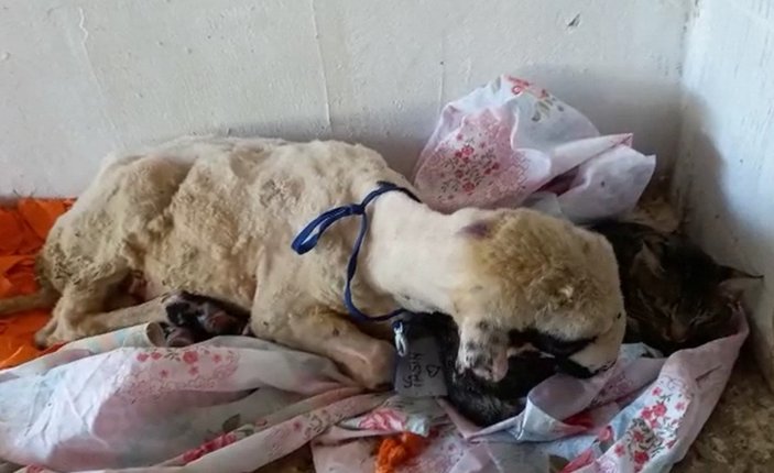 Antalya'da yangından kurtarılan hayvanların tedavisi devam ediyor 