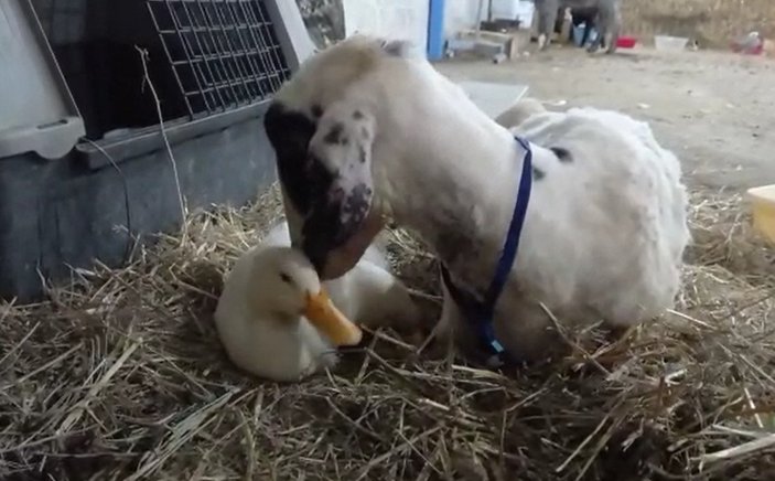 Antalya'da yangından kurtarılan hayvanların tedavisi devam ediyor 
