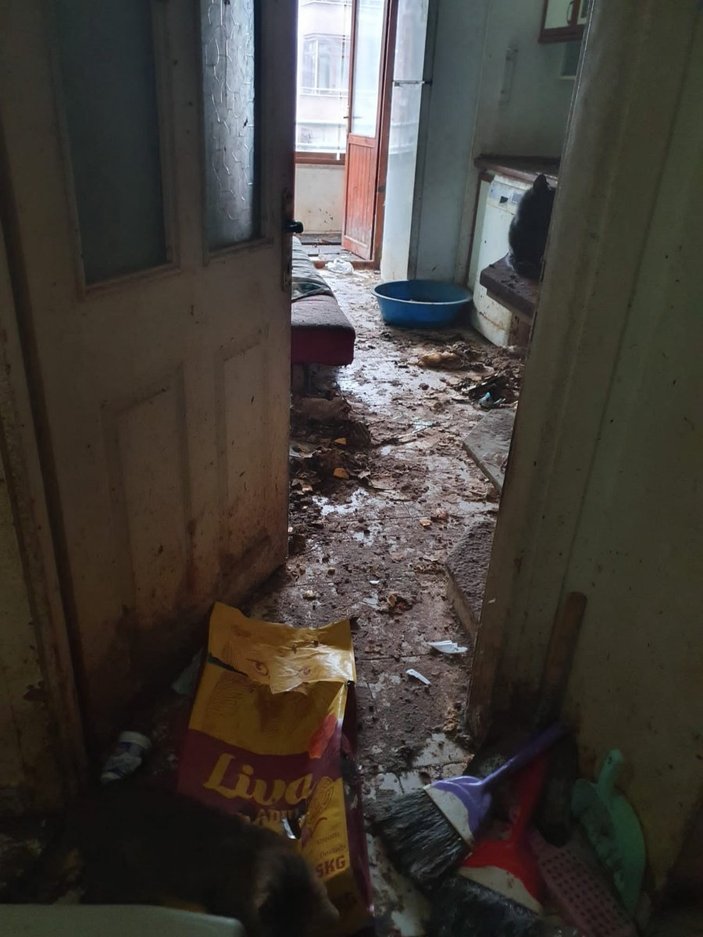 Bolu’da yaşlı kadının koku yayan evinden 50 kedi çıktı