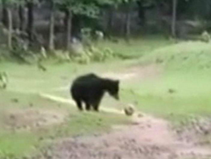 Hindistan'da futbol topuyla oynayan ayılar