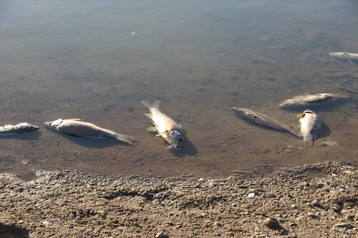 Van'da balık ölümleri araştırılıyor