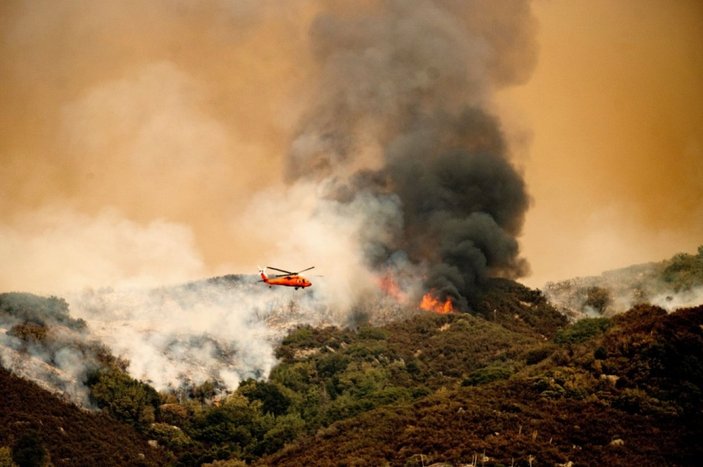 Kaliforniya'daki yangınlarda dünyanın en büyük ağaçları tehdit altında