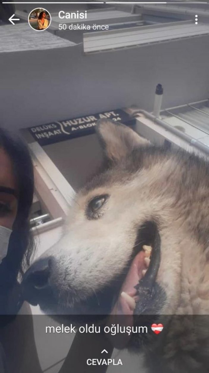 Bursa'da köpeği ezen sürücü kayıplara karıştı