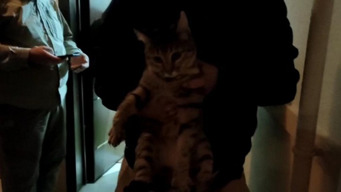 Ankara'da, eve tuvaletini yapan kediyi darbetti