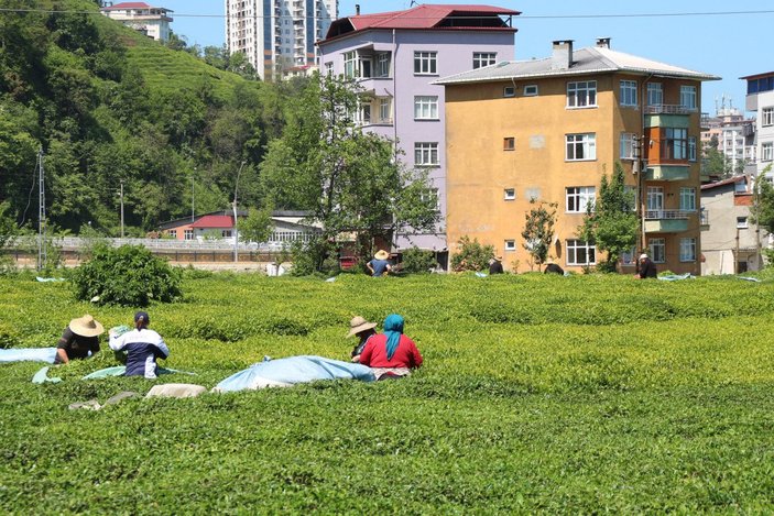 Rize'de çay üreticileri hasadı kendileri yaptı: 100 milyon dolar bölgede kaldı