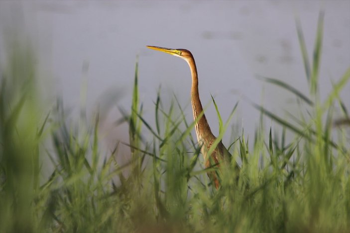 Ağrı Dağı Milli Parkı, ender kuşlardan erguvani balıkçılı ağırladı