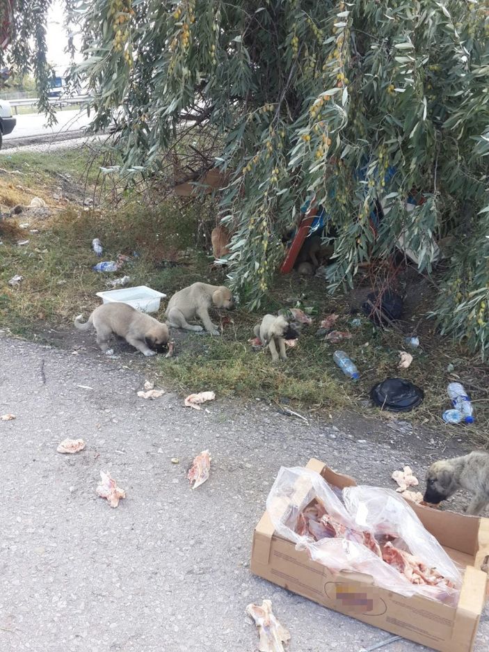 i Ankara’da 30’a yakın yavru köpek, yol kenarına bırakıldı