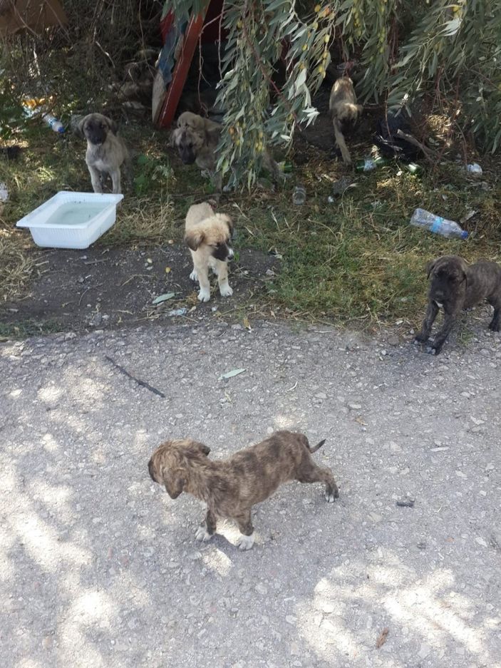 i Ankara’da 30’a yakın yavru köpek, yol kenarına bırakıldı