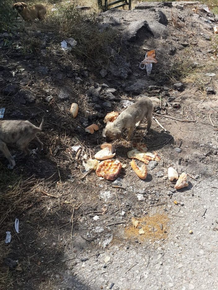 i Ankara’da 30’a yakın yavru köpek, yol kenarına bırakıldı