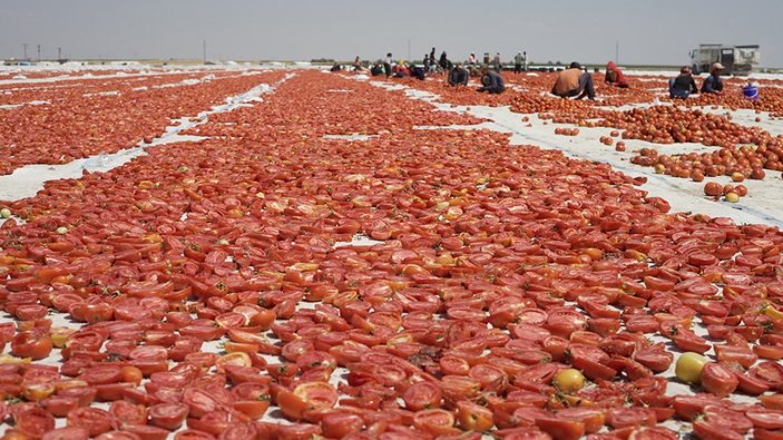 Kuru domates ihracatı arttı