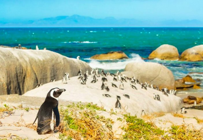 Güney Afrika'da 63 penguen arı saldırısına uğradı
