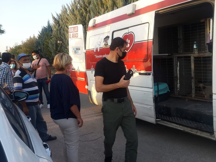 Ankara'da yola bırakılan yavru köpekler telef oldu