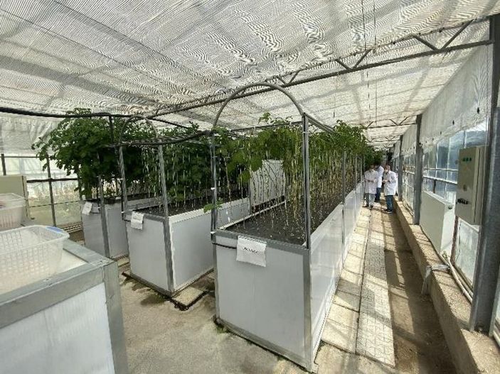 Suda, havada ve karada patates üretiliyor