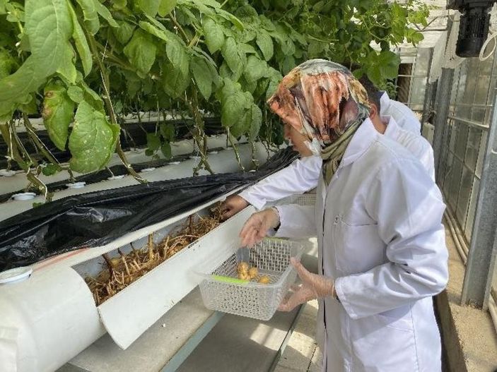 Suda, havada ve karada patates üretiliyor