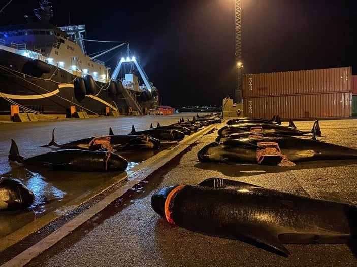 Danimarka’da, Grindadrap Festivali’nde yunus ve balina katliamı