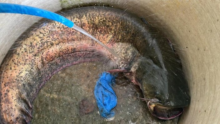 Düzce'de çaya olta atan adam 51 kiloluk yayın balığı yakaladı