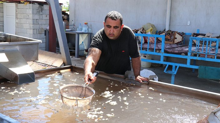 Fıstık hasadı başladı