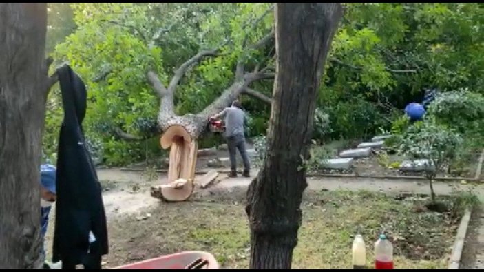 Edirnekapı Şehitliği’ndeki ağaç kesimi tepki topladı