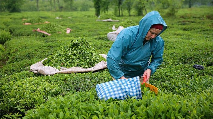 Çay bahçelerinin budanması projesi 7 yıl uzatıldı