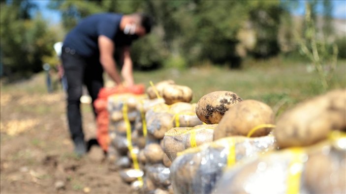Pasinler Ovası'nda patateste kuraklığa rağmen rekolte arttı