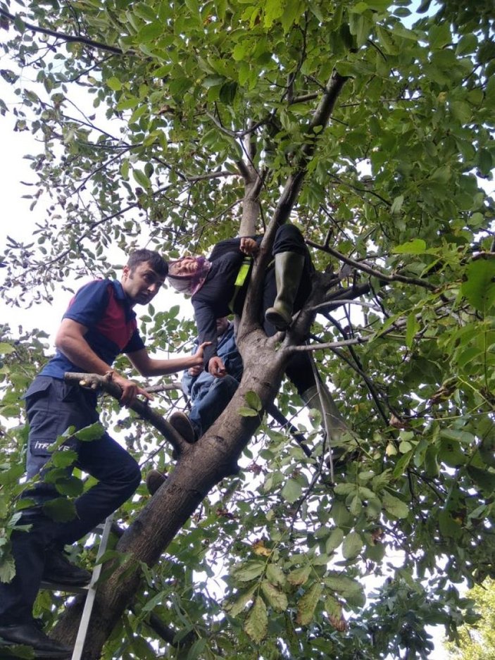 Zonguldak’ta ceviz toplamak için çıktığı ağaçta mahsur kaldı
