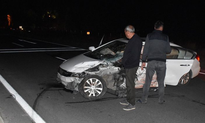 Sivas'ta yola çıkan domuz sürüsü kazaya neden oldu