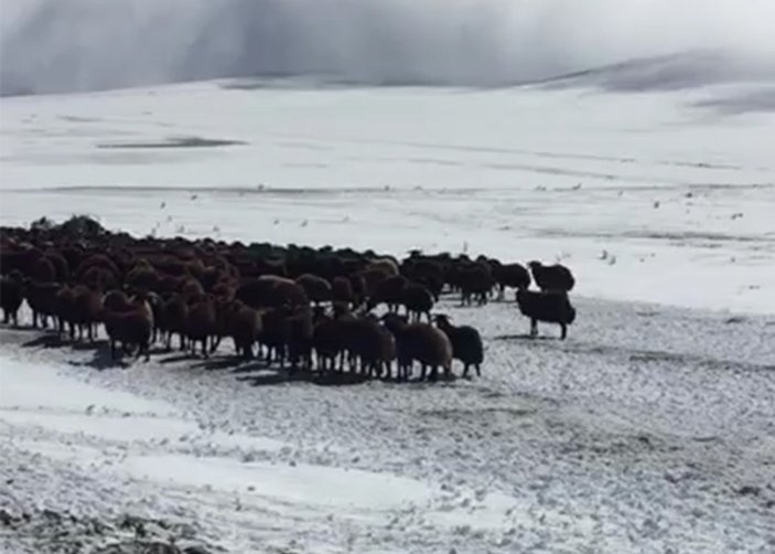 Ardahan’da mahsur kalan yaylacılar ve koyun sürüsü kurtarıldı
