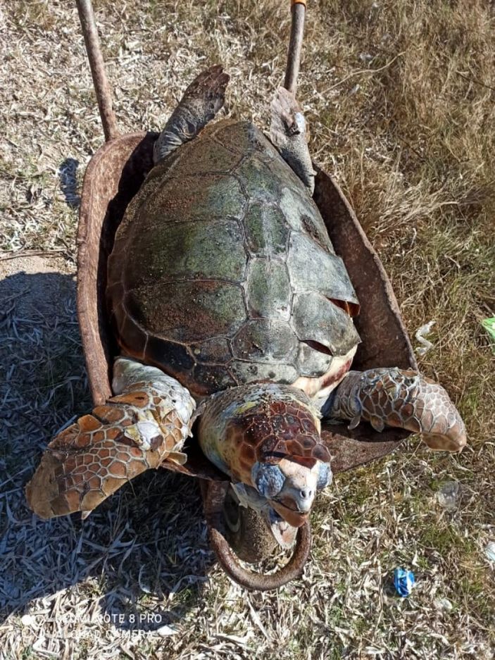 Muğla'da deniz kirliliği caretta carettanın ölümüne neden oldu