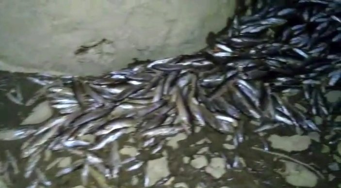 Konya’daki Afşar Hadimi Barajı’nda binlerce balık telef oldu