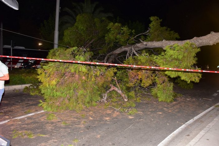 İzmir'de çam ağacı yola devrildi, tramvay telleri zarar gördü