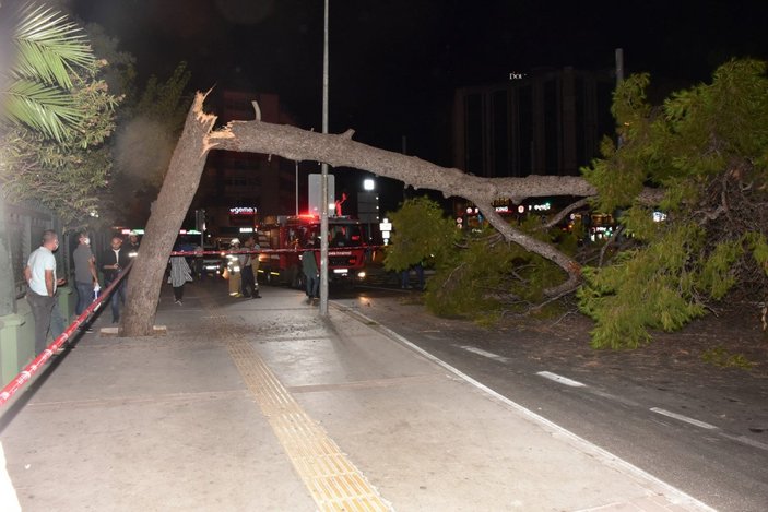 İzmir'de çam ağacı yola devrildi, tramvay telleri zarar gördü