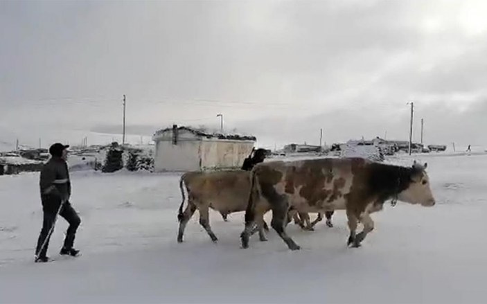 Ardahan'da kış erken başladı: Besiciler mağdur oldu