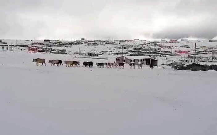 Ardahan'da kış erken başladı: Besiciler mağdur oldu