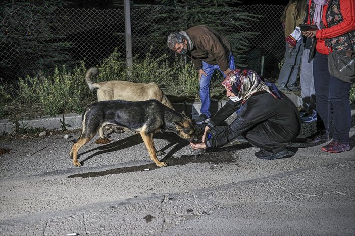 CHP'li Çankaya Belediyesi barınaktaki köpekleri ölüme terk etmeye çalıştı