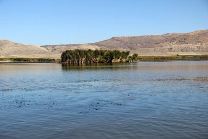 Sivas'ta turkuaz göl sarıya dönerken, balık ölümleri görüldü